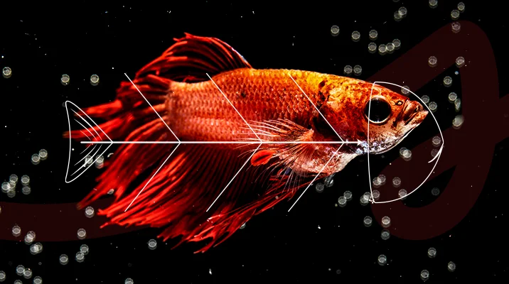 Peixe betta vermelho com nadadeiras longas e esvoaçantes em fundo preto com bolhas de ar, ilustrando um artigo da Siteware sobre Diagrama de Ishikawa.